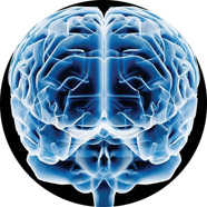 cerebro1.jpg